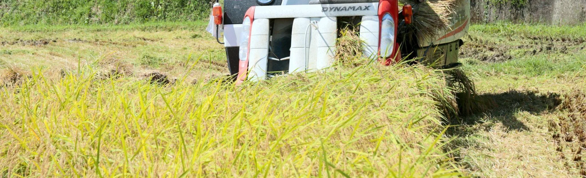 コンバインで稲を刈り取る様子